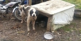Zostawił psy bez opieki. Zwierzęta przez kilkanaście dni były bez jedzenia i wody! (ZDJĘCIA)
