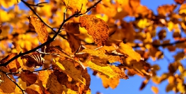 Zachwycająca, pełna kolorów i słońca jesień w obiektywie Czytelników Brzozów24.pl