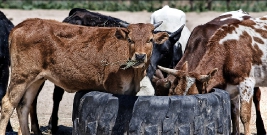 UWAGA ROLNICY: Program zwalczania zakaźnego zapalenia, wirusów i chorób bydła