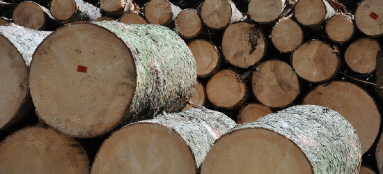 Odpowiedzą za kradzież drewna z lasu