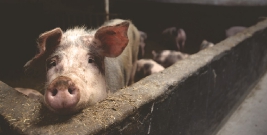 „Oddzikowy” pomór świń na Ukrainie. Zagrożone gminy w Bieszczadach